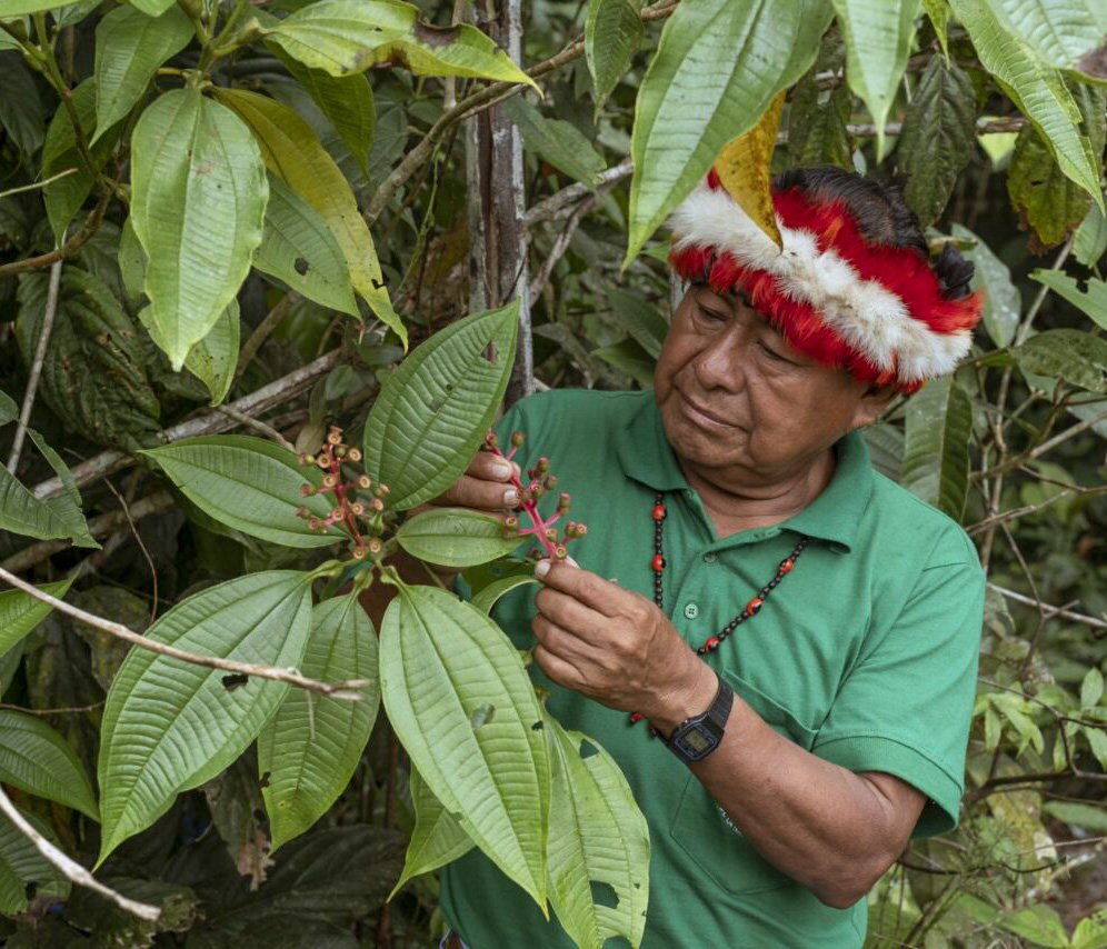 Man standing in the jungle and looking at a plant